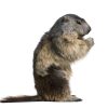 Marmottes