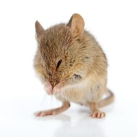 Souris