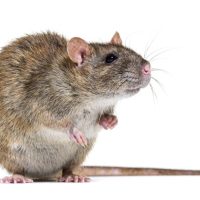 Rats