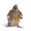 Oiseaux